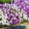 Alyssum seeds