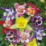 Aquilegia seeds