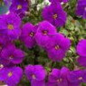 Aubrieta seeds