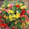 Begonia perennial seeds