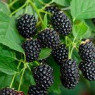Blackberry seeds