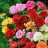 Carnation seeds