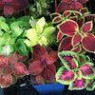 Coleus seeds
