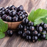 Currant seeds