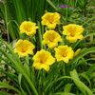 Daylily seeds