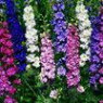 Delphinium seeds