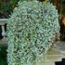 Dichondra seeds