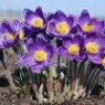 Eastern pasqueflower seeds