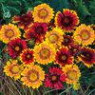 Gaillardia seeds
