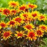 Heliopsis seeds