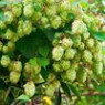 Hop seeds