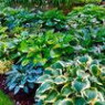 Hosta seeds