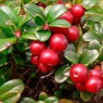 Lingonberry seeds