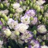 Eustoma seeds