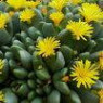 Lithops seeds