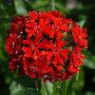 Silene (campion) seeds