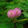 Mimosa seeds
