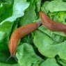 Molluscicides