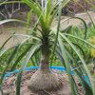 Nolina seeds