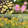 Oenothera (evening primrose) seeds