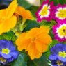 Primula seeds