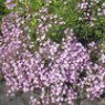 Saponaria (soapworts) seeds