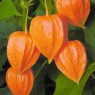 Tomatillo seeds