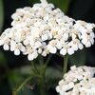 Yarrow seeds