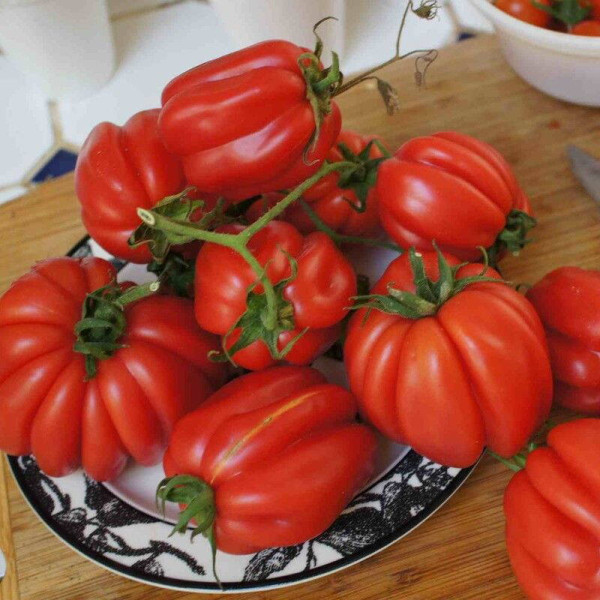 Tomato seeds «Gezahnte»