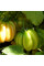 Tomato seeds «Gezahnte»