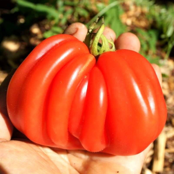 Tomato seeds «Gezahnte»
