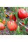 Tomato seeds «Red Figs»