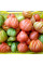Tomato seeds «Red Figs»