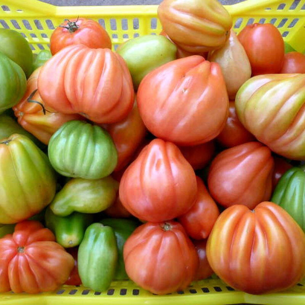 Tomato seeds «Red Figs»