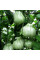Tomato seeds «Red Figs»
