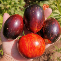 Tomato seeds «Gargamel»
