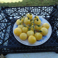 Tomato seeds «Gnoccia di Limone»