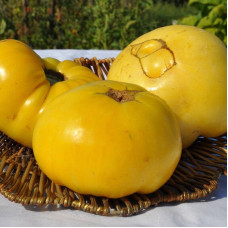 Tomato seeds «Dixie golden giant»