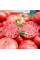Tomato seeds «Tsar's Royal Gift»