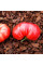 Tomato seeds «Tsar's Royal Gift»