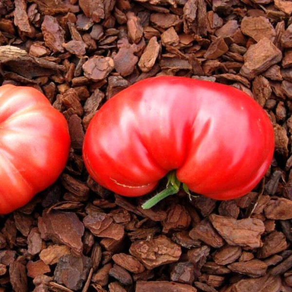 Tomato seeds «Tsar's Royal Gift»