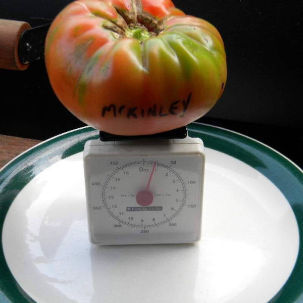 Tomato seeds «McKinley»