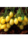 Насіння томату «Божевільна вишня Баррі»
