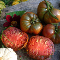 Tomato seeds «Dean's black draft»