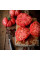 Tomato seeds «Monte rosa»