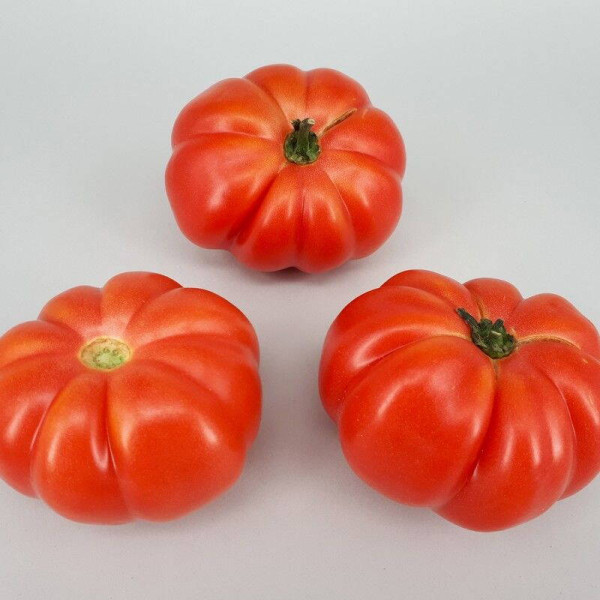 Tomato seeds «Monte rosa»