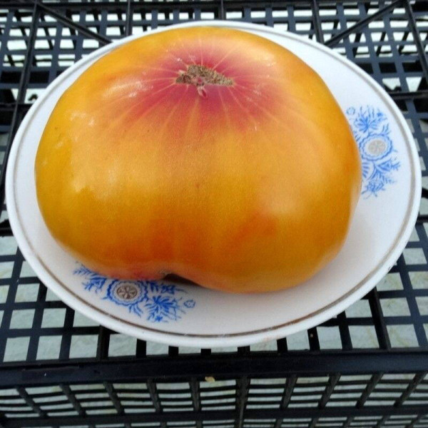 Tomato seeds «Paw Paw yellow»