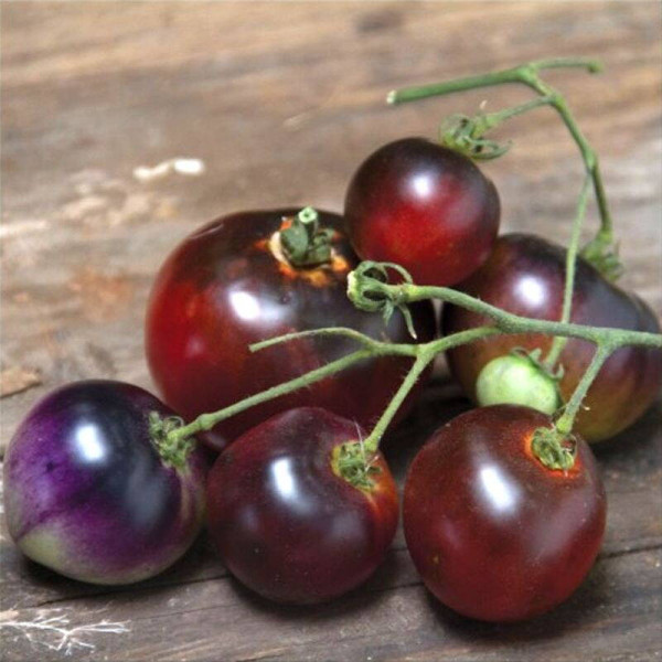 Tomato seeds «Indigo blueberries»