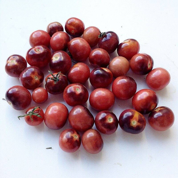 Tomato seeds «Indigo blueberries»