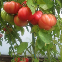 Tomato seeds «Tomande»